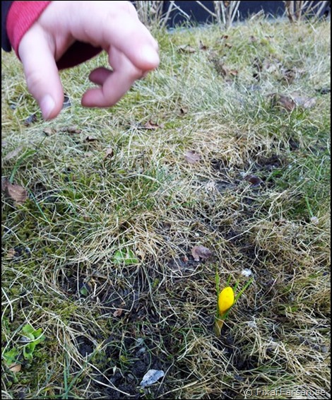Gul-Vårkrokus