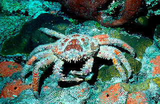 king crab