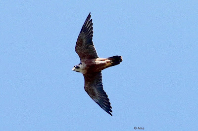 Peregrine Falcon (Shaheen)