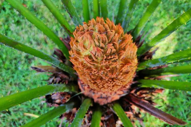 mae wang national park, maewang national park, mae-wang national park, mae-wang