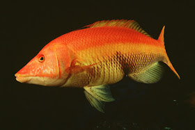 Vieja Bodianus scrofa