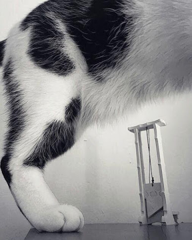 Black and white cat and miniature guillotine