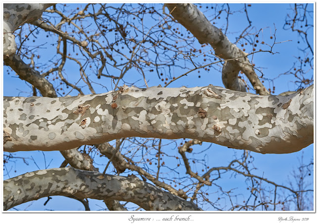 Sycamore: ... each branch...