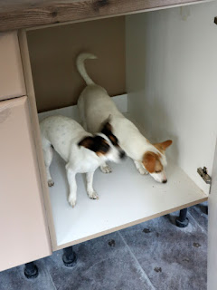 Both puppies inside the kitchen unit