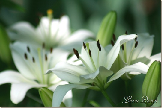 White_Lilies2