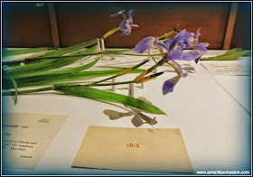 Las Flores De Vidrio del Harvard Museum of Natural History en Cambridge