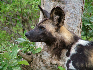 african wild dogs wallpaper, african wild dogs images, 