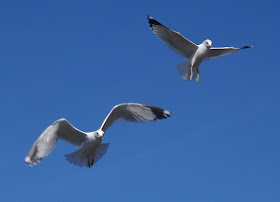 Ring-billed gulls foraging for food at Sunset Bay, White Rock Lake, Dallas, Texas