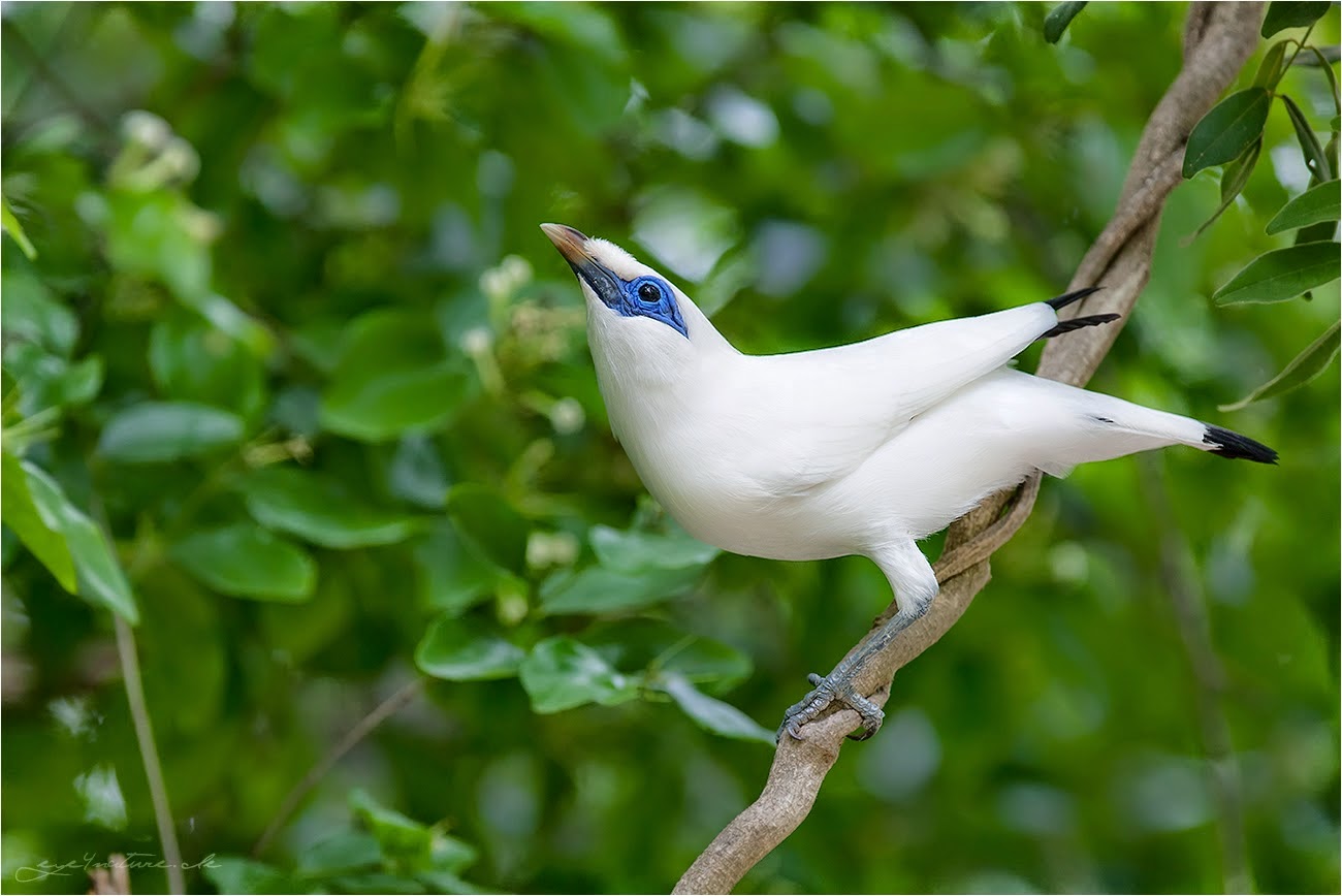 BERJALAK GAMBAR BURUNG JALAK  BALI 6