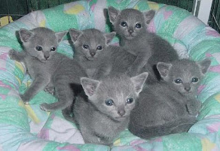 Russian blue kittens