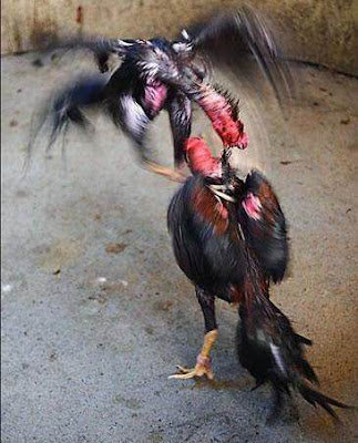  Ayam  siam shamo di pertandingan sabung ayam  Jepang Ayam  