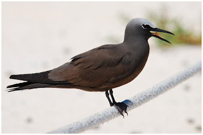 pajaro bobo marron Anous stolidus