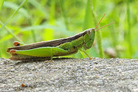 grasshopper,locust,unidentified