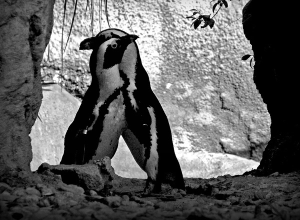 Beautiful Black And White Photographs Of Animals ( 30 Pics)