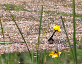 Yellow water-lily,  Nuphar lutea, also called brandybottle, in the arboreum pond. High Elms Country Park, 4 June 2011.