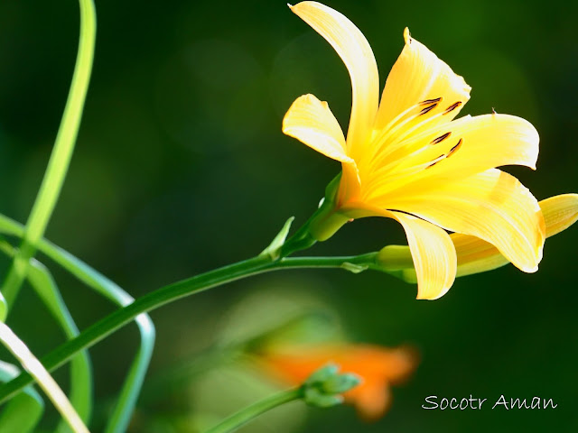 Hemerocallis middendorffi