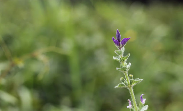 Annual Clary Sage