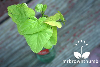 Ornamental Sweet Potato Vine Cuttings are rooting