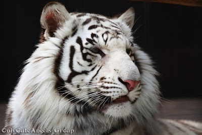The_White_Tigers