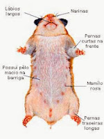 hamster doença