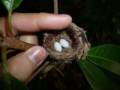 telur burung terkecil kolibri