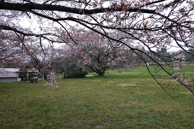 鳥取県西伯郡伯耆町小林 桜公園