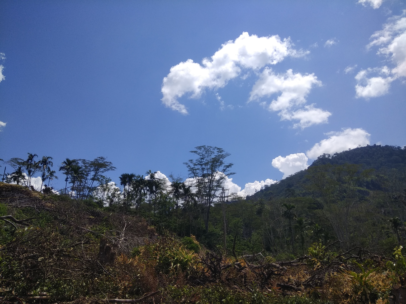 Persiapan Pembibitan Kopi