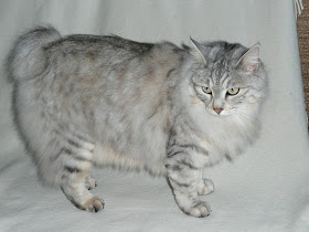 Foto Kucing Kurilian Bobtail