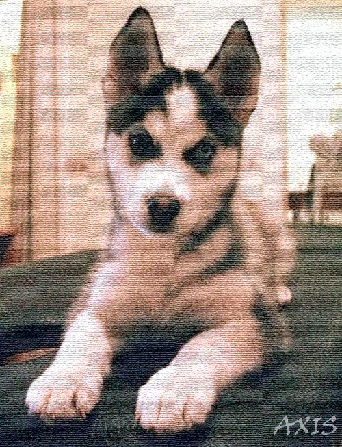 Siberian Husky