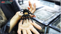 The Ming Cu, Bos Spider Lover Petshop yang Akrab Sama Tarantula