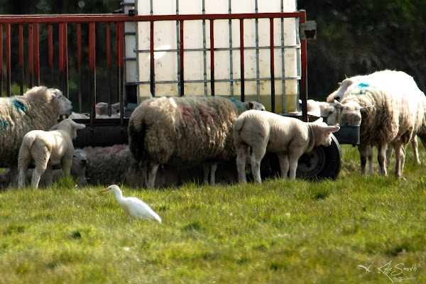 Cattle egret