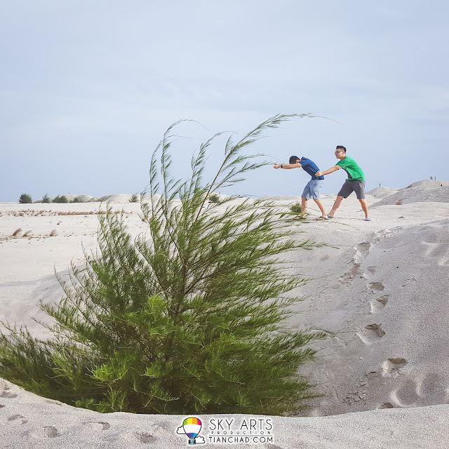 Looks like we are pulling out a huge carrot in Melaka desert