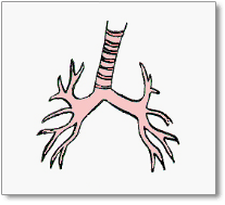 trachea branching