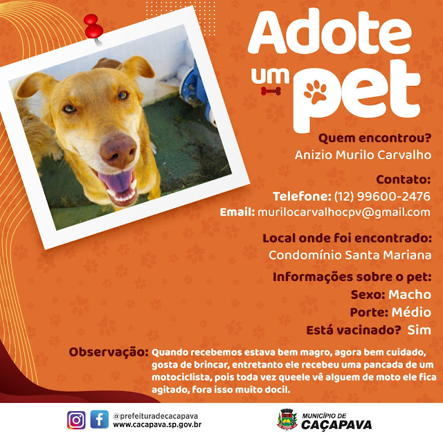 Confira os pets que estão para adoção através do Adote um Pet!