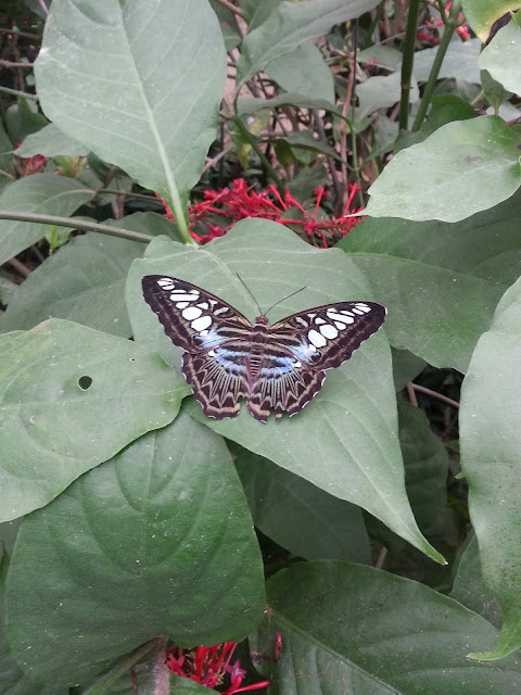Notre envolée a la serre aux papillons de Poullain de la Queue-lez-Yvelines