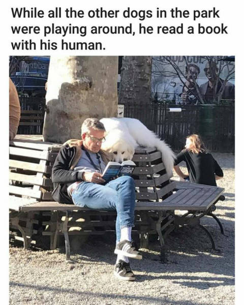While all the other dogs in the park were playing around, he read a book with his human.