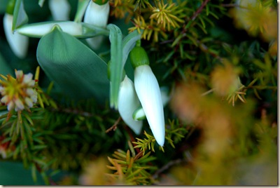 garden 007