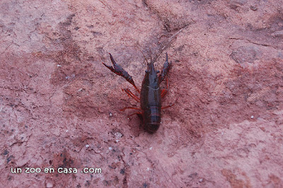 Procambarus clarkii