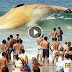 World Biggest Fish In the Brazil country