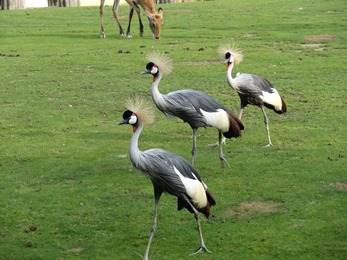 2017.08.26-062 grues couronnées