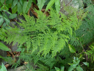 Asparagus setaceus - Asparagus des fleuristes