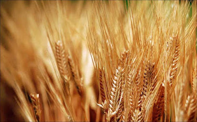 Cultura do trigo