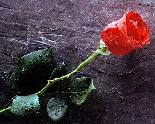 Red Rose for True Love Forever Stock Images