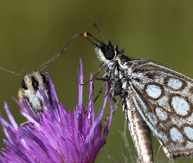 Heteropterus morpheus, Spiegelfleck-Dickkopffalter