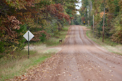 October whitetail on a country road