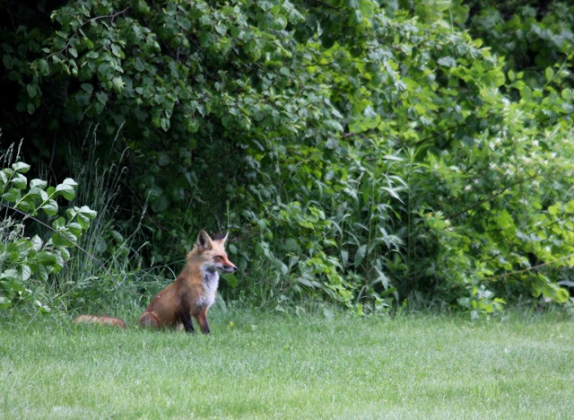 fox on Mackworth