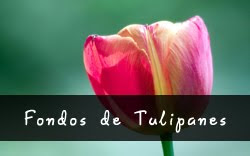 Fondos de Tulipanes