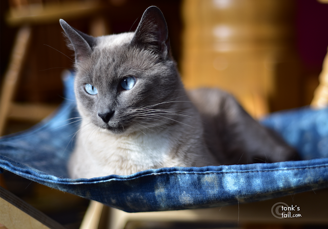 Maxie shows off his baby blue eyes on his birthday