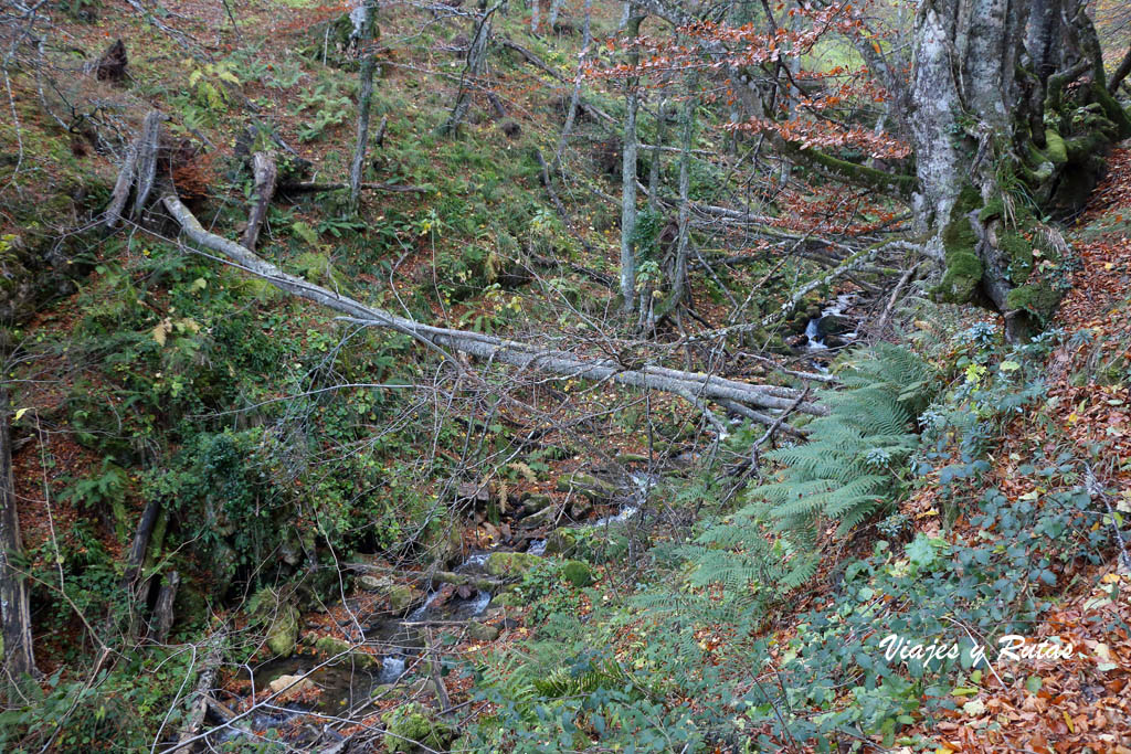 Ruta al Hayedo de Montegrande y la Cascada del Xiblu