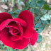 Beauty of RED Rose